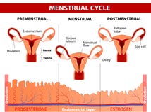 Menstruationszyklus vektor abbildung Menstruationszyklus vektor abbildung