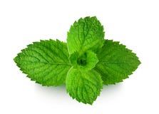 Menta immagini stock Menta immagini stock