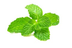 Menthe fraîche photo stock Menthe fraîche photo stock