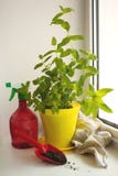 Menthe poivr?e organique ? la maison, piperita de Mentha, sur un filon-couche de fen?tre Pot jaune, bouteille rouge de jet et pel photos stock Menthe poivr?e organique ? la maison, piperita de Mentha, sur un filon-couche de fen?tre Pot jaune, bouteille rouge de jet et pel photos stock