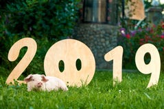 Mentira guarra en tolerancia verde, cerca de números decorativos de 2019 fotografía de archivo Mentira guarra en tolerancia verde, cerca de números decorativos de 2019 fotografía de archivo