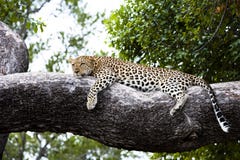 Mentira relajada leopardo en una ramificación foto de archivo Mentira relajada leopardo en una ramificación foto de archivo
