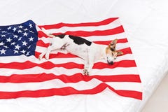 Mentiras so?olientas lindas del perro en los E.E.U.U. Estados Unidos de la bandera americana fotos de archivo libres de regalías Mentiras so?olientas lindas del perro en los E.E.U.U. Estados Unidos de la bandera americana fotos de archivo libres de regalías