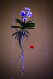 Menton Lemon Festival 2018, Bollywood Orchid Exposition, orchid hanging from ceiling Stock Photography Menton Lemon Festival 2018, Bollywood Orchid Exposition, orchid hanging from ceiling Stock Photography