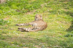 Menzogne di riposo sull'erba, jubatus del ghepardo di acinonyx Fotografie Stock Menzogne di riposo sull'erba, jubatus del ghepardo di acinonyx Fotografie Stock