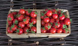 Merce nel carrello matura variopinta fresca dei pomodori di cimelio di caduta sopra fondo di legno, vista superiore, composizione fotografia stock libera da diritti Merce nel carrello matura variopinta fresca dei pomodori di cimelio di caduta sopra fondo di legno, vista superiore, composizione fotografia stock libera da diritti
