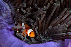 Mergulho em Koh Haa em Tailândia imagem de stock Mergulho em Koh Haa em Tailândia imagem de stock