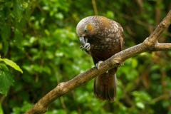 Meridionalis Kaka - Нестора - эндемичный длиннохвостый попугай живя в лесах нового Zealan стоковое фото rf Meridionalis Kaka - Нестора - эндемичный длиннохвостый попугай живя в лесах нового Zealan стоковое фото rf