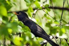 Merle commun, merula de turdus dans un environnement naturel image stock Merle commun, merula de turdus dans un environnement naturel image stock
