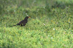 Merle sur une herbe photographie stock libre de droits Merle sur une herbe photographie stock libre de droits