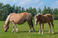Merrie en haar veulen die in een weide weiden stock foto Merrie en haar veulen die in een weide weiden stock foto