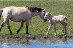 Merrie met haar veulen op de kust van de vijver Paarden bij de plaats van het water geven Basjkirië royalty-vrije stock afbeeldingen Merrie met haar veulen op de kust van de vijver Paarden bij de plaats van het water geven Basjkirië royalty-vrije stock afbeeldingen