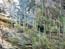 Messico, Чьяпас, Табаско, Tuxtla Gutiérrez, Каньон del Sumidero, кактус на стенах каньона стоковая фотография Messico, Чьяпас, Табаско, Tuxtla Gutiérrez, Каньон del Sumidero, кактус на стенах каньона стоковая фотография