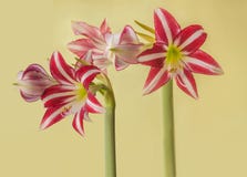 image photo : Flower striped Hippeastrum amarillis white and red-violet  Trumpet  group