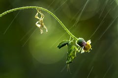 Metamorphosis Praying Mantis In The Rain Stock Image Metamorphosis Praying Mantis In The Rain Stock Image