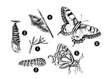 Metamorphosis of the Swallowtail - Papilio machaon - butterfly