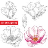 Metta con i fiori decorati ed i germogli della magnolia su fondo bianco Elementi floreali nello stile di contorno illustrazione di stock Metta con i fiori decorati ed i germogli della magnolia su fondo bianco Elementi floreali nello stile di contorno illustrazione di stock