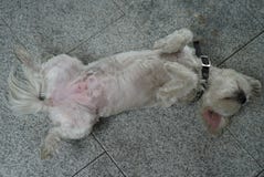 Meus seixos ador?veis do c?o pequeno imagens de stock Meus seixos ador?veis do c?o pequeno imagens de stock