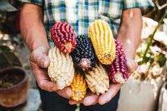 Mexican Corn, Maize Dried Blue Corn Cobs On Mexican Hands In Mexico Royalty Free Stock Photography