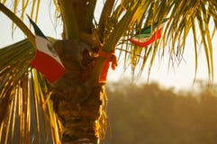 Mexican flag on a palm tree royalty free stock images Mexican flag on a palm tree royalty free stock images