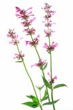 Mexican giant hyssop (Agastache mexicana) royalty free stock photo Mexican giant hyssop (Agastache mexicana) royalty free stock photo