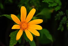Mexican sunflower close-up view royalty free stock image Mexican sunflower close-up view royalty free stock image