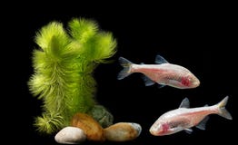 Mexicanus di astyanax fasciatus - jordani di Anoptichthys immagine stock libera da diritti Mexicanus di astyanax fasciatus - jordani di Anoptichthys immagine stock libera da diritti