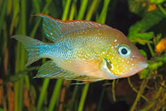 Mexikanischer Goldcichlid Thorichthys goldfarbig Lizenzfreie Stockfotos Mexikanischer Goldcichlid Thorichthys goldfarbig Lizenzfreie Stockfotos