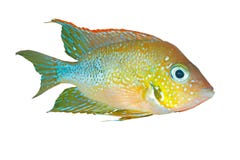 Mexikanischer Goldcichlid Thorichthys goldfarbig Lizenzfreie Stockfotografie Mexikanischer Goldcichlid Thorichthys goldfarbig Lizenzfreie Stockfotografie