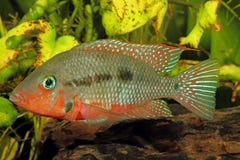 Mexikanisches Feuer-Mund Thorichthys-meeki Stockbild Mexikanisches Feuer-Mund Thorichthys-meeki Stockbild