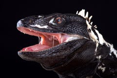 Mexikanisches stachelig-angebundenes Leguan Ctenosaura-pectinata lizenzfreie stockbilder Mexikanisches stachelig-angebundenes Leguan Ctenosaura-pectinata lizenzfreie stockbilder