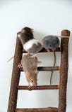 Mice On Toy Staircase Stock Photo