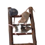 Mice On Toy Staircase Stock Image