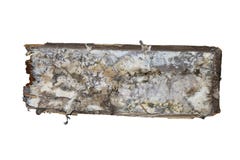 Micelio della putrefazione a secco sul pezzo di legno di legno isolato fotografia stock libera da diritti Micelio della putrefazione a secco sul pezzo di legno di legno isolato fotografia stock libera da diritti