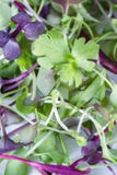 Micro greens close-up Stock Image Micro greens close-up Stock Image