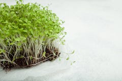Micro verdi della vitamina per perdita di peso, disintossicazione e l'antiossidante Copi lo spazio fotografia stock Micro verdi della vitamina per perdita di peso, disintossicazione e l'antiossidante Copi lo spazio fotografia stock