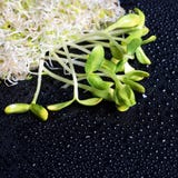 Micro verdi organici misti su fondo nero con le gocce di acqua Girasole e mucchio freschi di micro germogli di verde dell'alfalfa fotografie stock libere da diritti Micro verdi organici misti su fondo nero con le gocce di acqua Girasole e mucchio freschi di micro germogli di verde dell'alfalfa fotografie stock libere da diritti