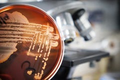 Microbiologia immagine stock Microbiologia immagine stock