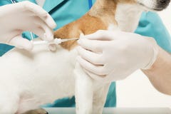 Microchip pet implant stock photography Microchip pet implant stock photography