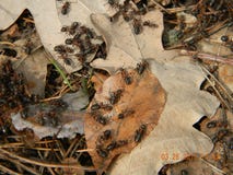 Microcosmos de las hormigas anthill foto de archivo Microcosmos de las hormigas anthill foto de archivo