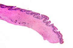 Micrograph. Cilliated ephitelium of gill. Transversal section. stock photography Micrograph. Cilliated ephitelium of gill. Transversal section. stock photography