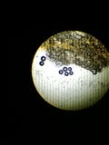 Microscoop stock foto Microscoop stock foto