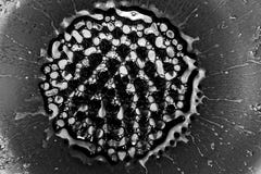 Microscopic phot with organisms and abstract shapes Royalty Free Stock Image Microscopic phot with organisms and abstract shapes Royalty Free Stock Image