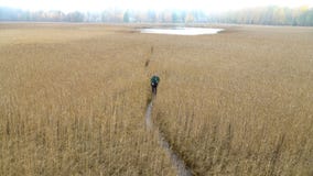 A middle-aged man with a backpack goes through the reeds stock video footage A middle-aged man with a backpack goes through the reeds stock video footage