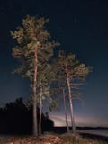 Two pines on the beach stock images Two pines on the beach stock images