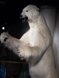 Mientras que oso polar fotos de archivo libres de regalías Mientras que oso polar fotos de archivo libres de regalías