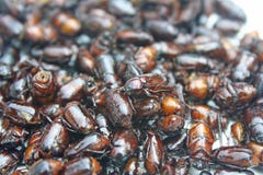 Miesza smażącego chrząszcza, Lokalny Tajlandzki jedzenie, Najwięcej chwytać chrząszcza w wczesnym wieczór Używa neonowego światło zdjęcie royalty free Miesza smażącego chrząszcza, Lokalny Tajlandzki jedzenie, Najwięcej chwytać chrząszcza w wczesnym wieczór Używa neonowego światło zdjęcie royalty free