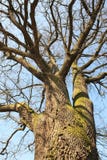 Mighty Oak Tree Stock Photography