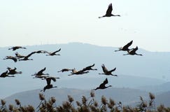 Migrating Birds Over Lake At Spring And Autumn Stock Image Migrating Birds Over Lake At Spring And Autumn Stock Image