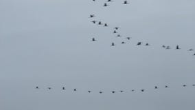 Migrating flying cranes near Bisdorf, Germany